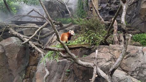 Red Panda Habitat Destruction