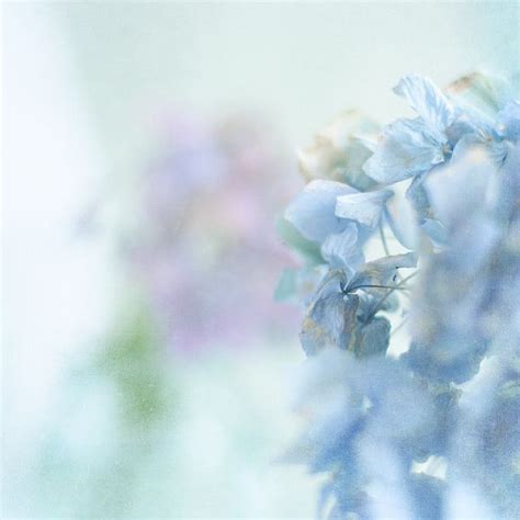 Pastel Blue Hydrangea | Soft Colors and Beautiful Flowers