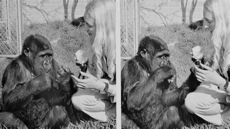 Koko, the beloved gorilla who learned sign language, dies at 46 | Mashable