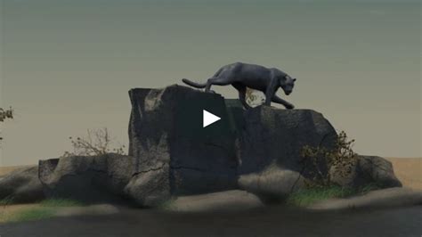 Panther Jump | Animation reference, Panther, Animation