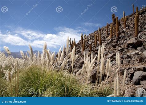 Oasis in Atacama desert stock image. Image of life, river - 10933735