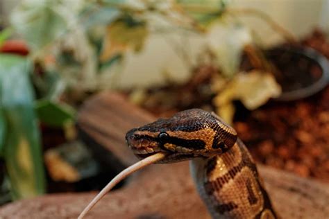 Ball Python Feeding Chart (Guide & Schedule) | Terrarium Quest