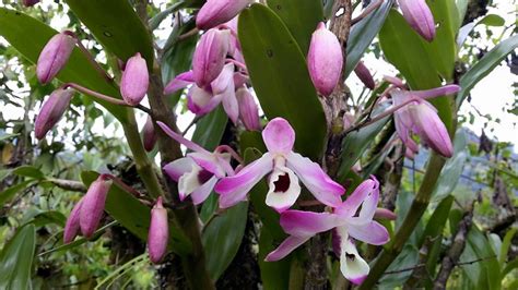 Orchids of Sikkim – Hidden Paradise Adventure Tours