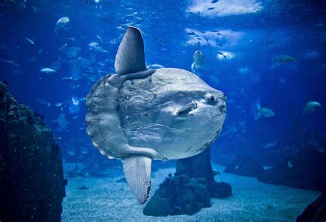 Ocean Giants: 15 Of The Largest Sea Animals In The World