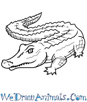 How to Draw a Realistic Alligator