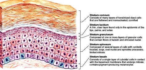 L2: The Integumentary System Diagram | Quizlet