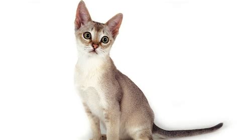 Singapura Cat Breed Information