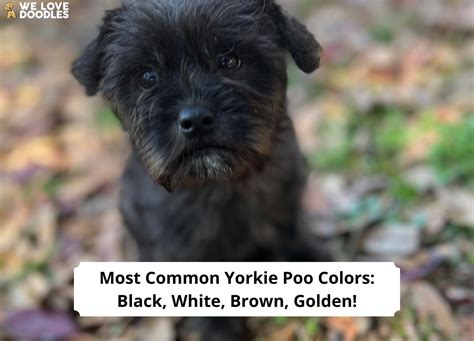 Most Common Yorkie Poo Colors! (2024) - We Love Doodles