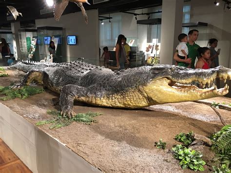 LARGEST CROCODILE IN THE WORLD - LOLONG OF PHILIPPINES | Saltwater crocodile, Australian ...