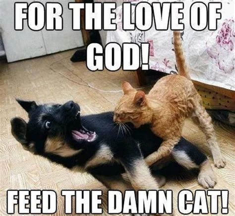 55 Funniest Cat Memes Ever Will Make You Laugh Right MEOW!