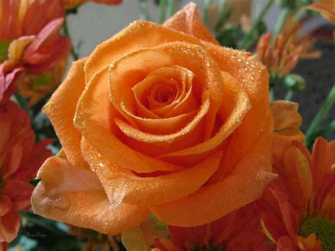 Most Beautiful Orange Colour Roses - Hd Wallpapers For Android, Desktop Download Free | Top ...