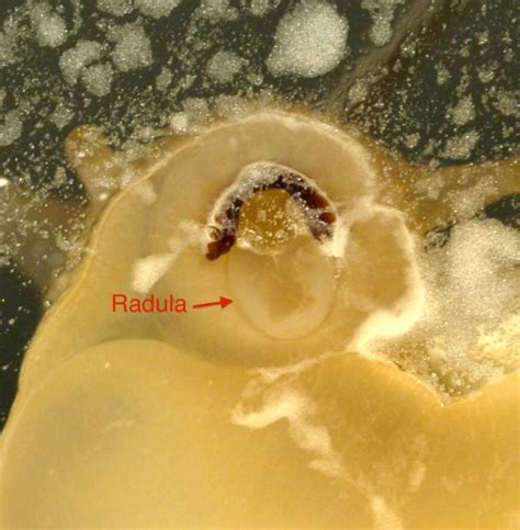 A Microscopic Look at Snail Jaws | Natural History Museum