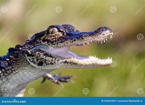 Alligator - Teeth and Claws Stock Image - Image of wild, mouth: 22254109