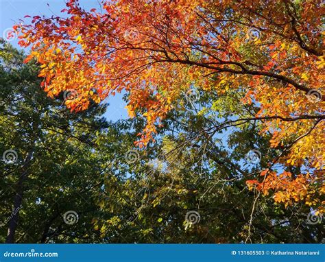 Brilliant Fall Colors - Appalachian Forest Autumn Foliage Stock Image - Image of branches, color ...