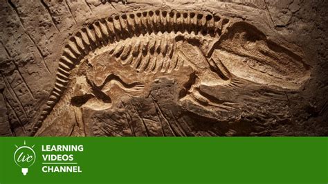 The Microstructure Of Dinosaur Bone – Deciphering Biology With Fine–Scale Techniques ...