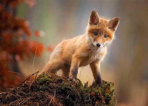 Cute Baby Foxes Wallpapers - Wallpaper Cave