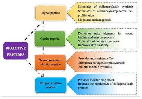 Mechanisms and Classification of Bioactive Peptides | Encyclopedia MDPI