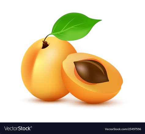 Apricot icon in realistic style - icon Royalty Free Vector