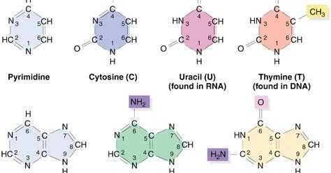 Structure of Nitrogen Base