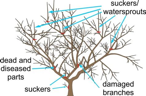 Pruning Apple Trees in 3 Easy Steps | Gardeningtheme.com