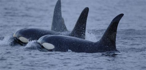 Orcas Sink Boat Off Portugal