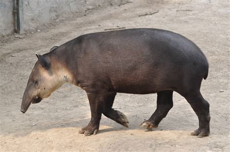 Baird`s tapir/ Tapirus bairdii. Beijing Zoo - ZooChat