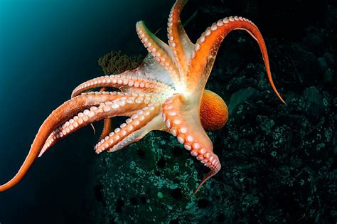 Octopus Facts - Animals of the Ocean - WorldAtlas