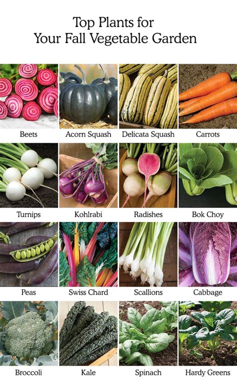 Beginner's Fall Vegetable Garden Planting Guide - Fresh Exchange