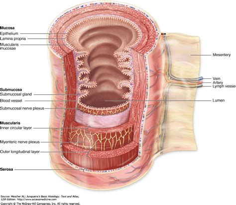 loadBinary_004.gif (889×776) | Sistema digestivo, Anatomía, Sistemas ...