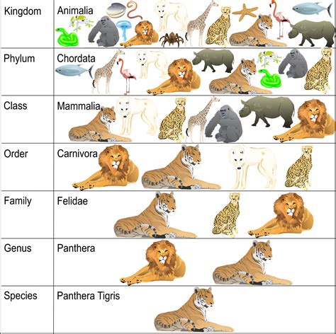 classification chart with words | Woo! Jr. Kids Activities : Children's Publishing