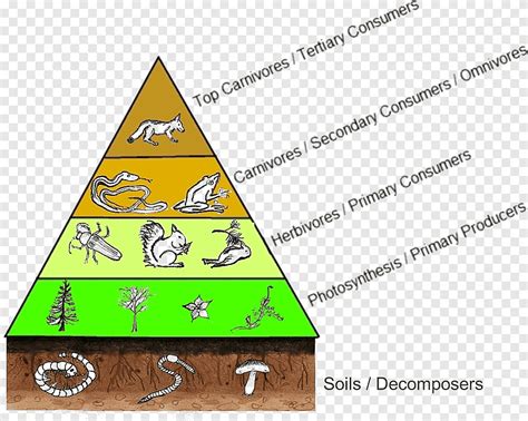 Louisiana Swamp Food Pyramid