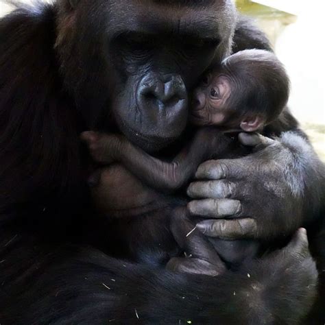 Seattle's New Baby Gorilla: Must-See Photos Of Precious Bond | Seattle, WA Patch