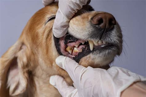 A guide to gingivitis in dogs, an early sign of periodontitis