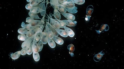 Octopus Eggs Hatching