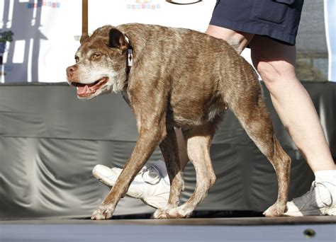 Deformed mutt is crowned World's Ugliest Dog - Breitbart