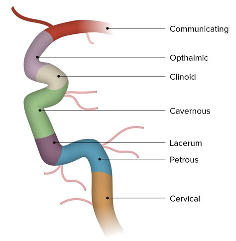 Segments Internal Carotid Artery Anatomy