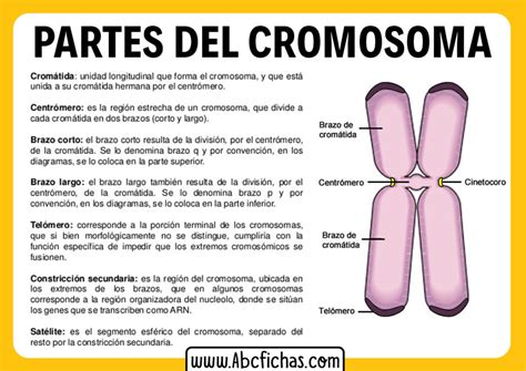 Estructura y Partes de un Cromosoma