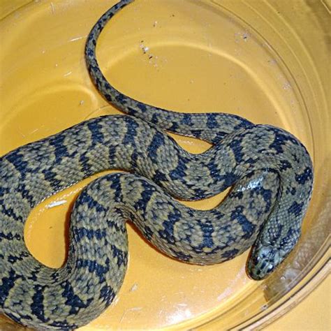 Diamondback Water Snake baby