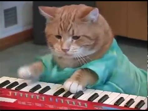 Funny cat playing PIANO! | ADEW Pets Centre