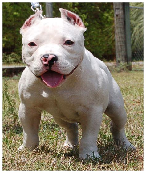 Imagenes de perros pitbull american - Imagui