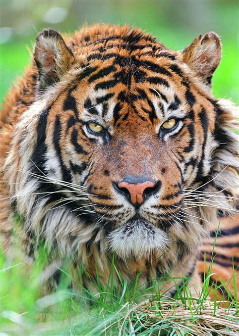 Male Sumatran Tiger by Picture By Tambako The Jaguar