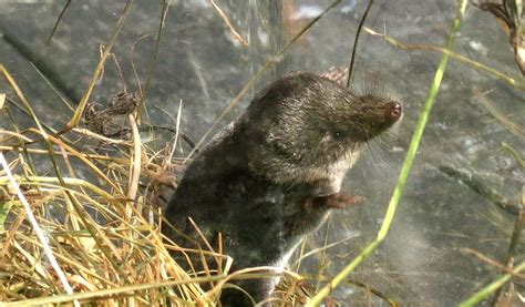 Eurasian Water Shrew - Facts, Venom & Habitat Information