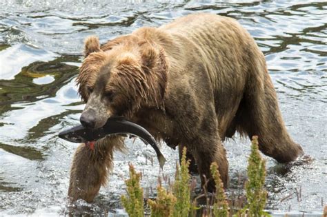 Free picture: female, brown bear, sow, fresh, fish, catch