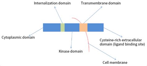 EGFR Kinase-enzyme