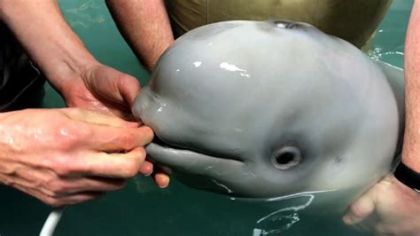 Baby Beluga whale rescued after found in distress