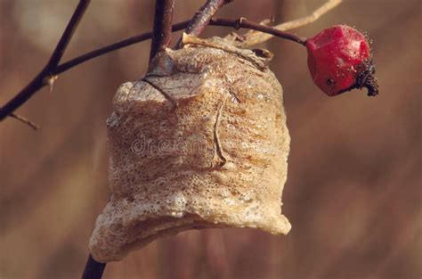 Praying Mantis Egg Case stock image. Image of closeup - 29058429