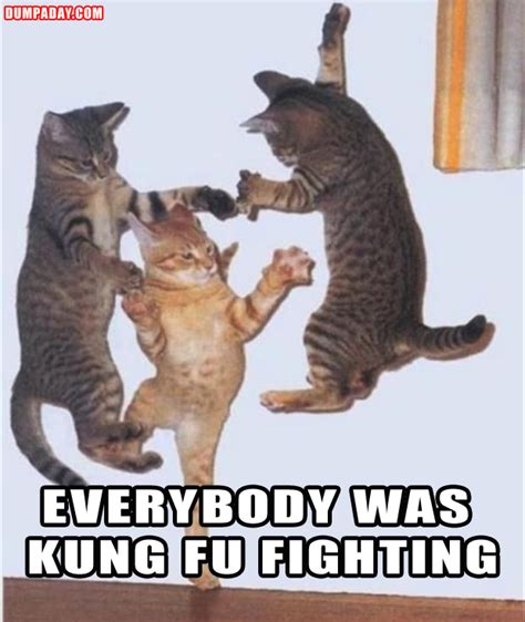 funny pictures, kung fu fighting cats - Dump A Day