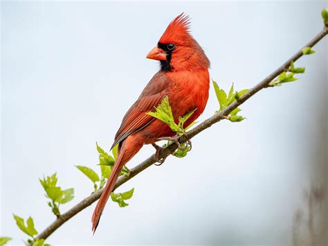 Do Cardinals Migrate? | Birdfact