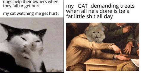 Weekly Cat Memes Full of Feline Funny (March 1, 2023) - Memebase - Funny Memes