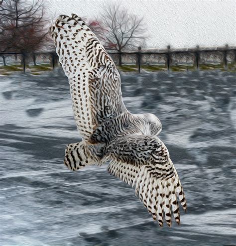 Snowy Owl Wingspan Photograph by Tracy Winter